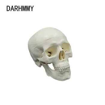 DARHMMY Mini Kaukolės Modelis Žmogaus Anatomijos skyriaus Vadovas Medicininis Modelis, Nuimamas Meno eskizas Rekvizitai Medicinos Studentų Mokymo Formos